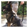 United States Tactical UST K9 Leash - Cobra buckle & frog clamp